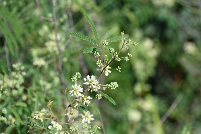 White-ball Acacia has white or cream colored spherical or globose flowers. The plants are native to the central southern and southwest United States. Acaciella angustissima